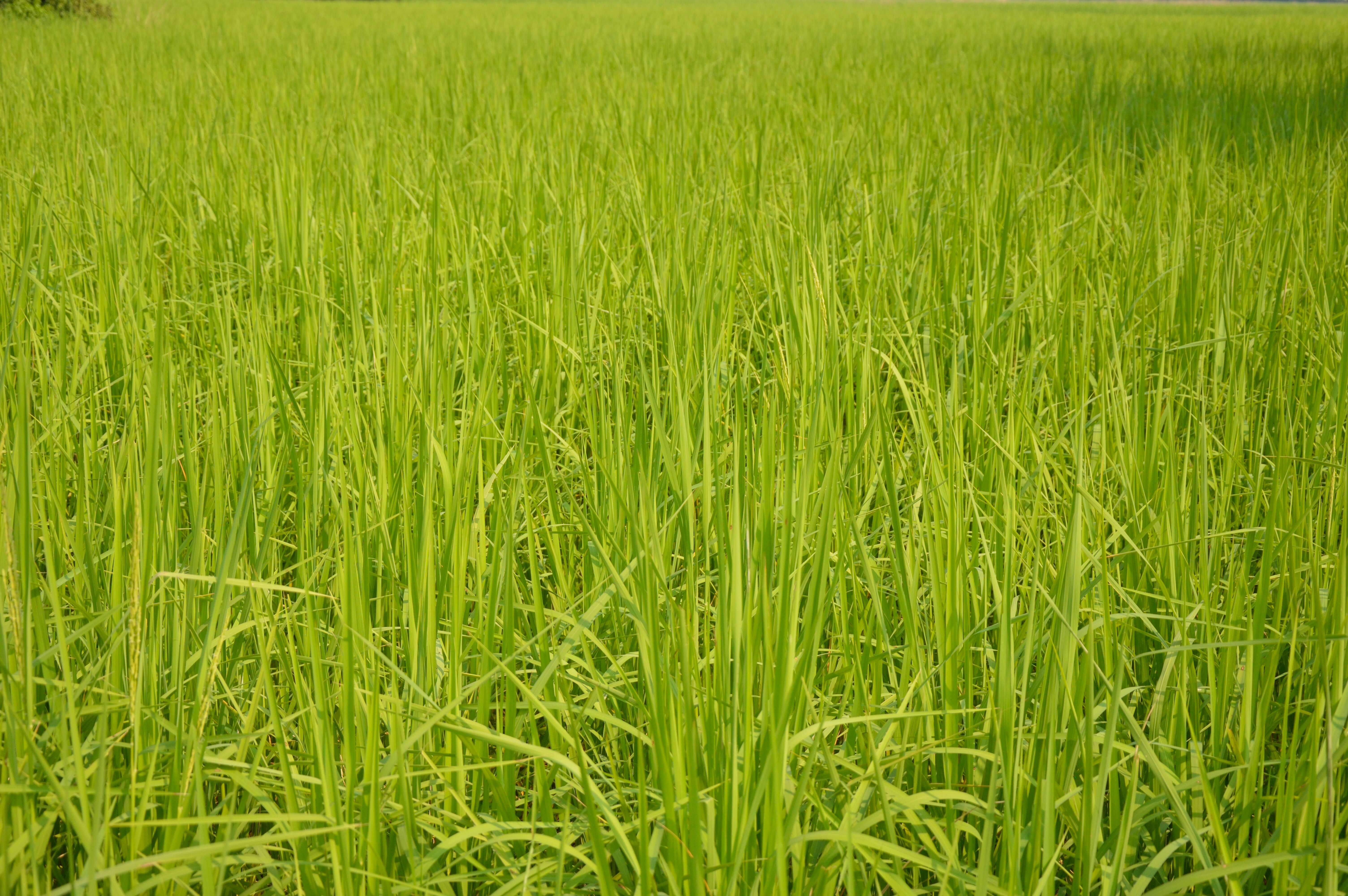 Image of rice