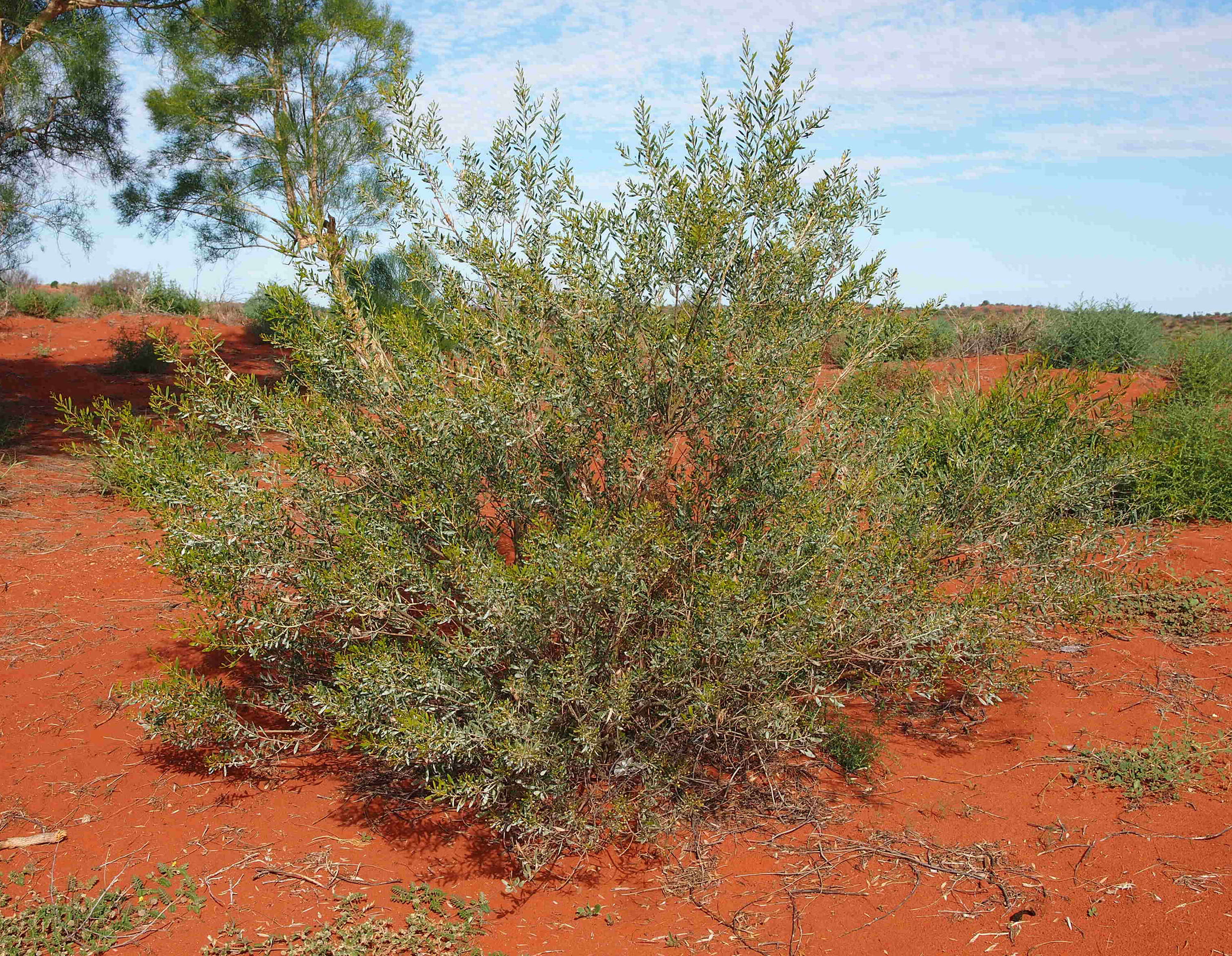 Image de Acacia melleodora Pedley