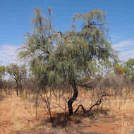 Image de Hakea chordophylla F. Müll.