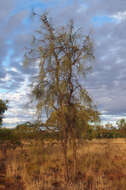 Image de Hakea chordophylla F. Müll.