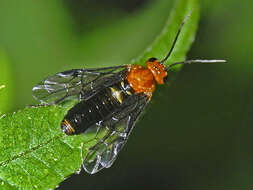 Image of Hemichroa