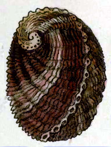 Image of Haliotis rubiginosa Reeve 1846