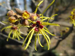 Image of Japanese Witch Hazel