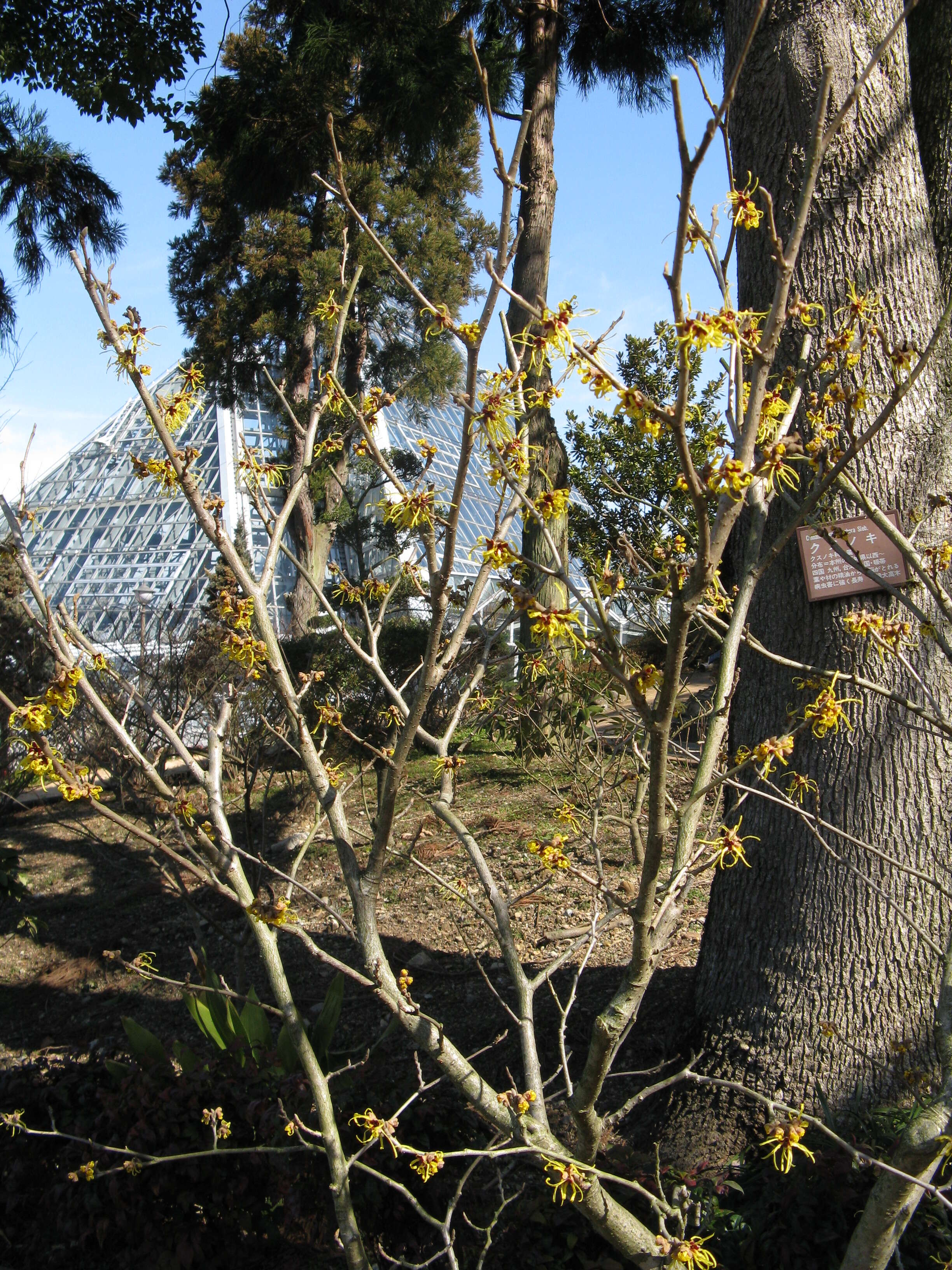 Image of Japanese Witch Hazel