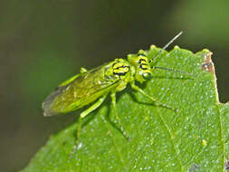 Image of <i>Rhogogaster punctulata</i>