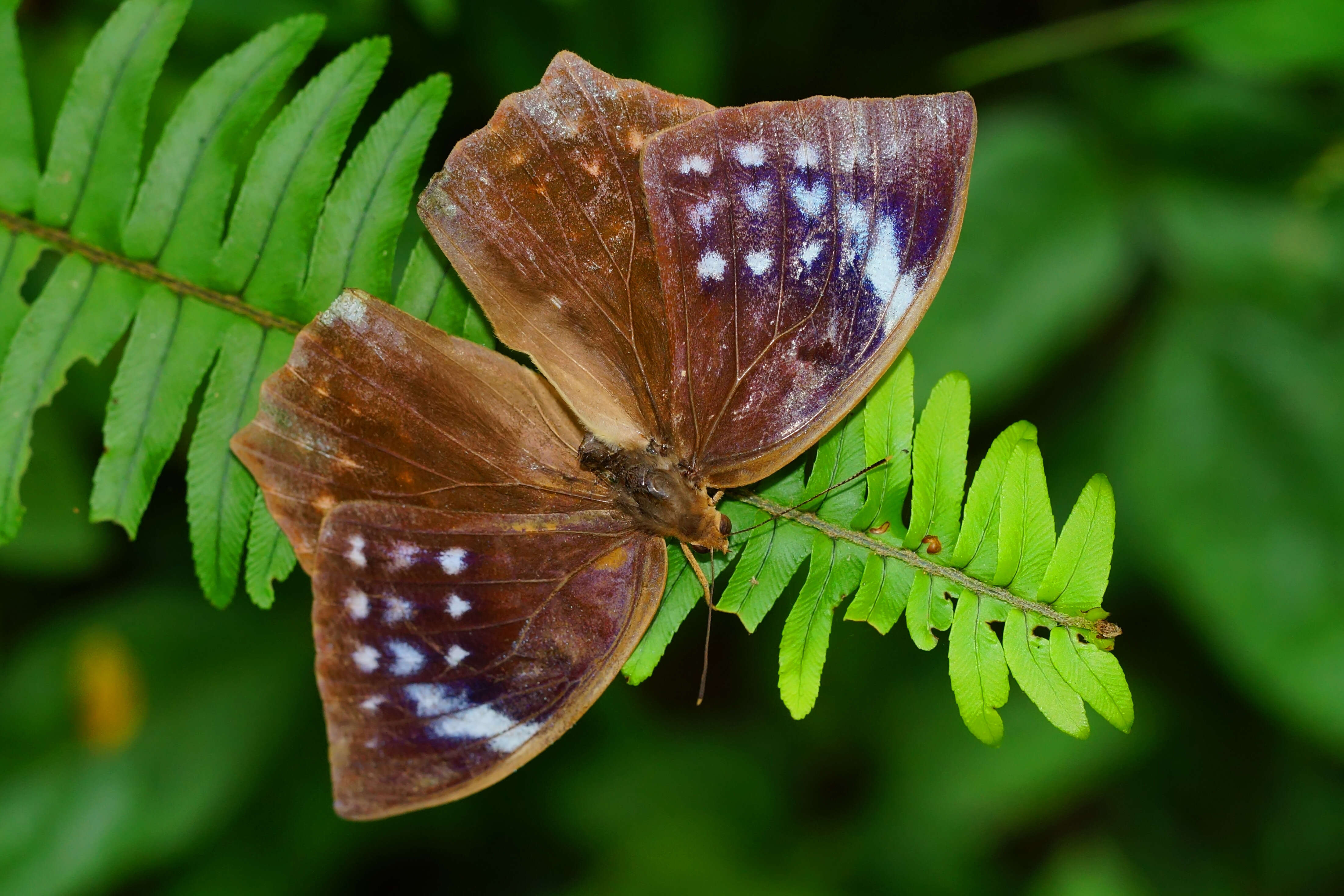 Imagem de Discophora sondaica Boisduval 1836