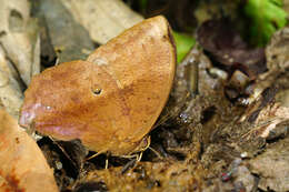 Imagem de Discophora sondaica Boisduval 1836