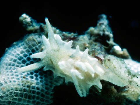 Image of Okenia japonica Baba 1949