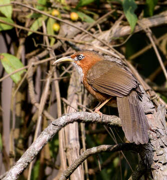 Слика од Pomatorhinus erythrogenys