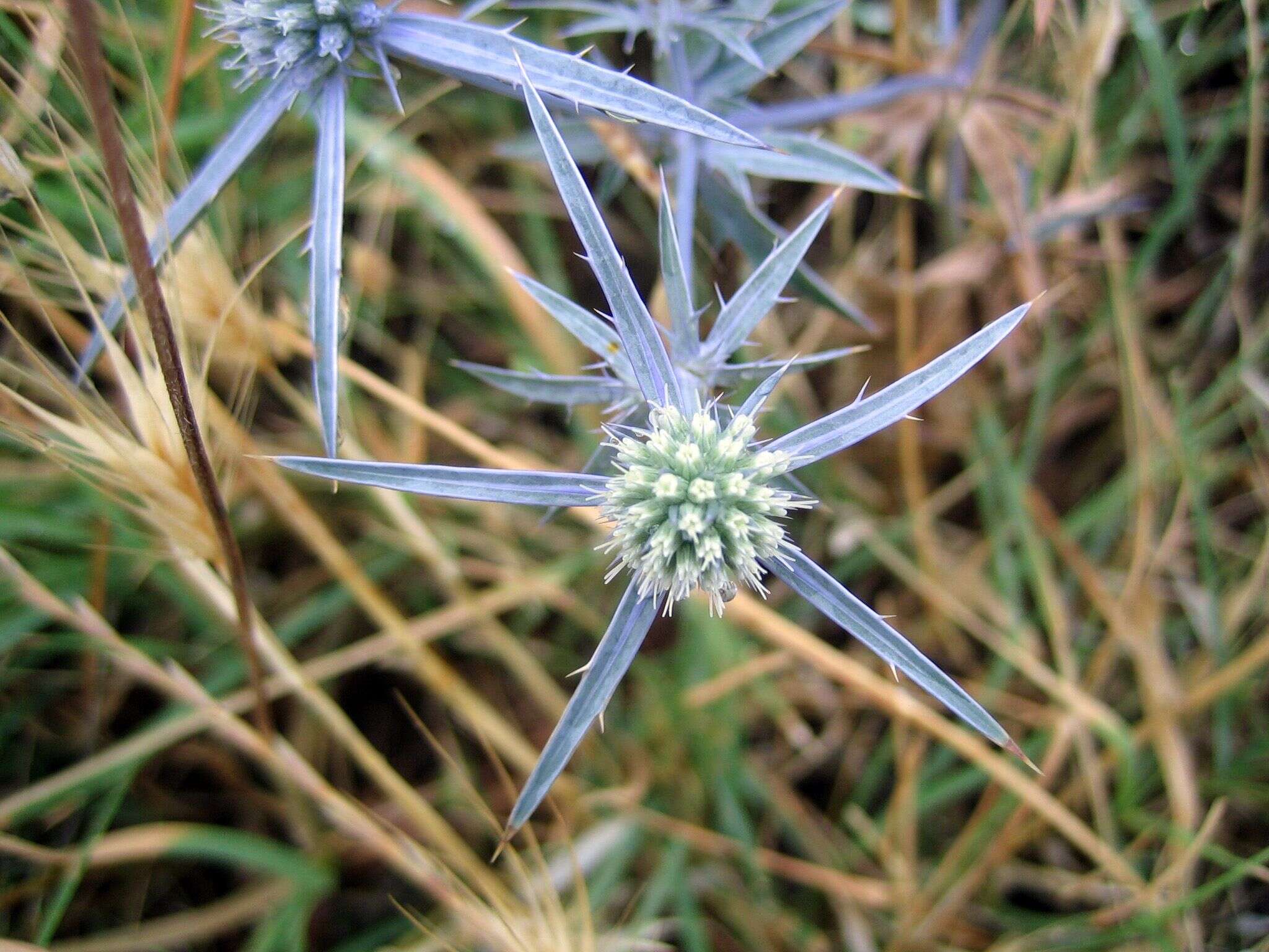 Image of amethyst eryngo