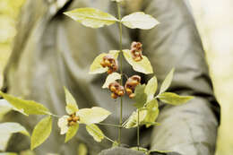 Image of running strawberry bush