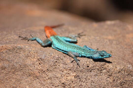 Image of Transvaal Flat Lizard