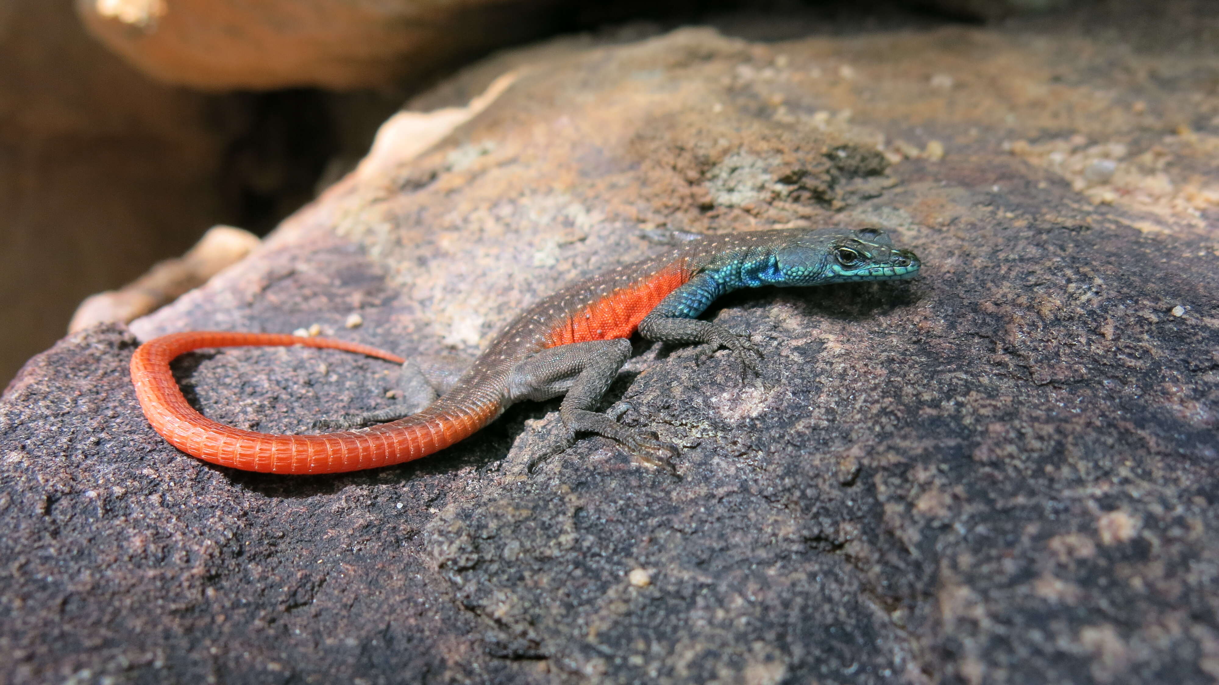 Image of Waterberg Flat Lizard