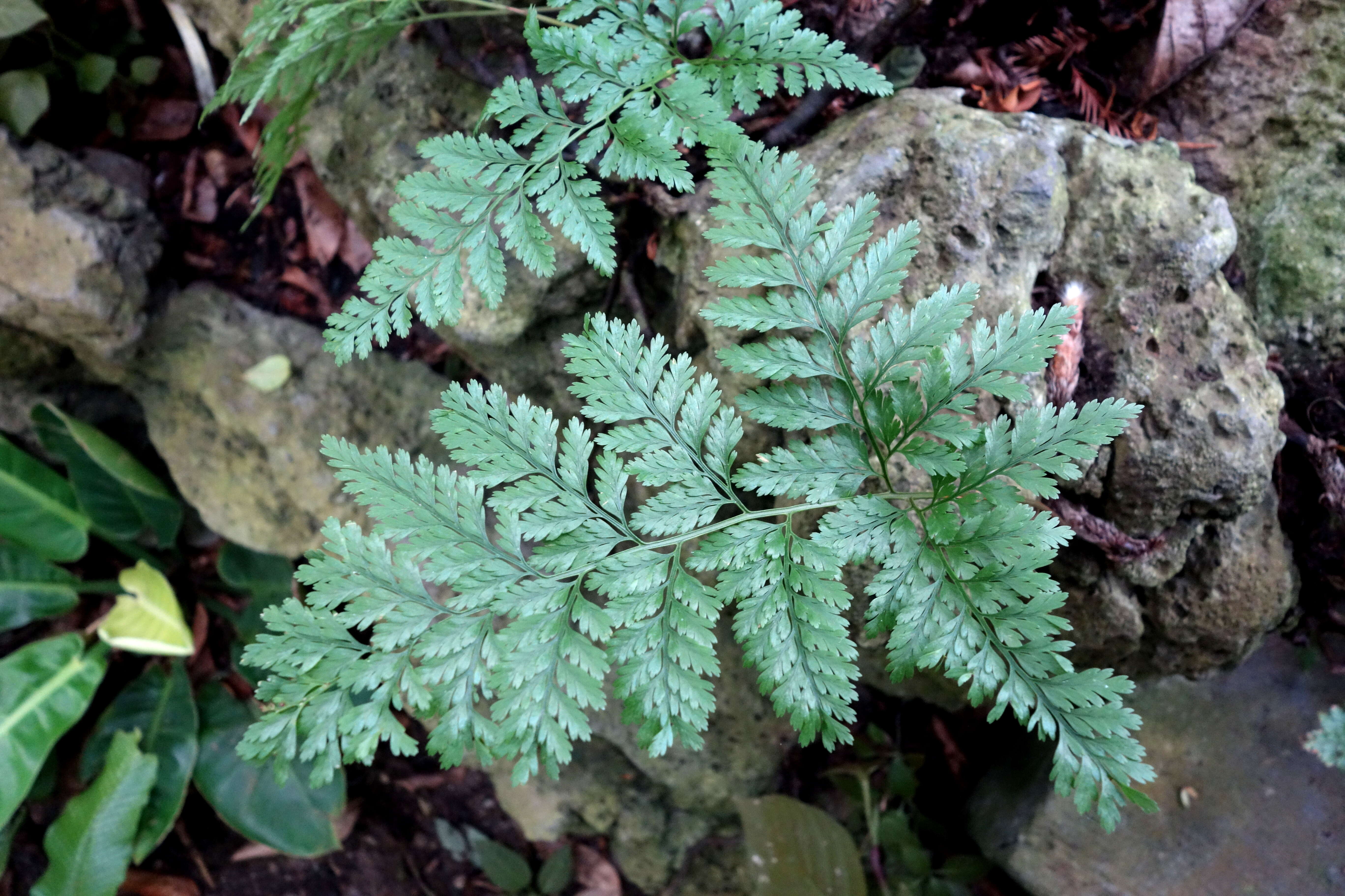 Image de Davallia bullata Wall.