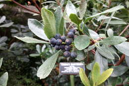 Sivun Rhaphiolepis indica var. umbellata (Thunb. ex Murray) H. Ohashi kuva