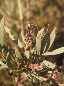 Image of Melaleuca lasiandra F. Müll.