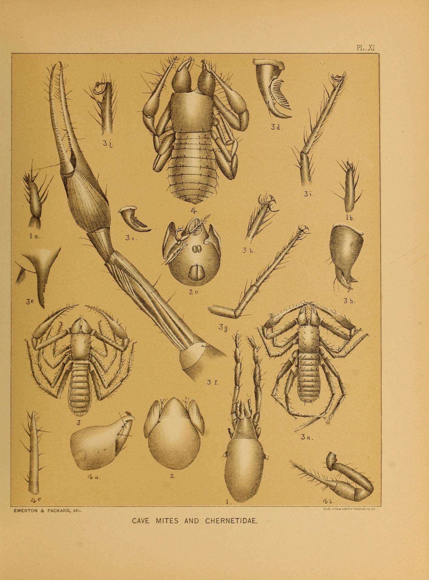 Image of Chernetidae Menge 1855