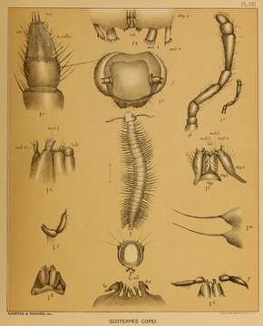 Trichopetalidae resmi