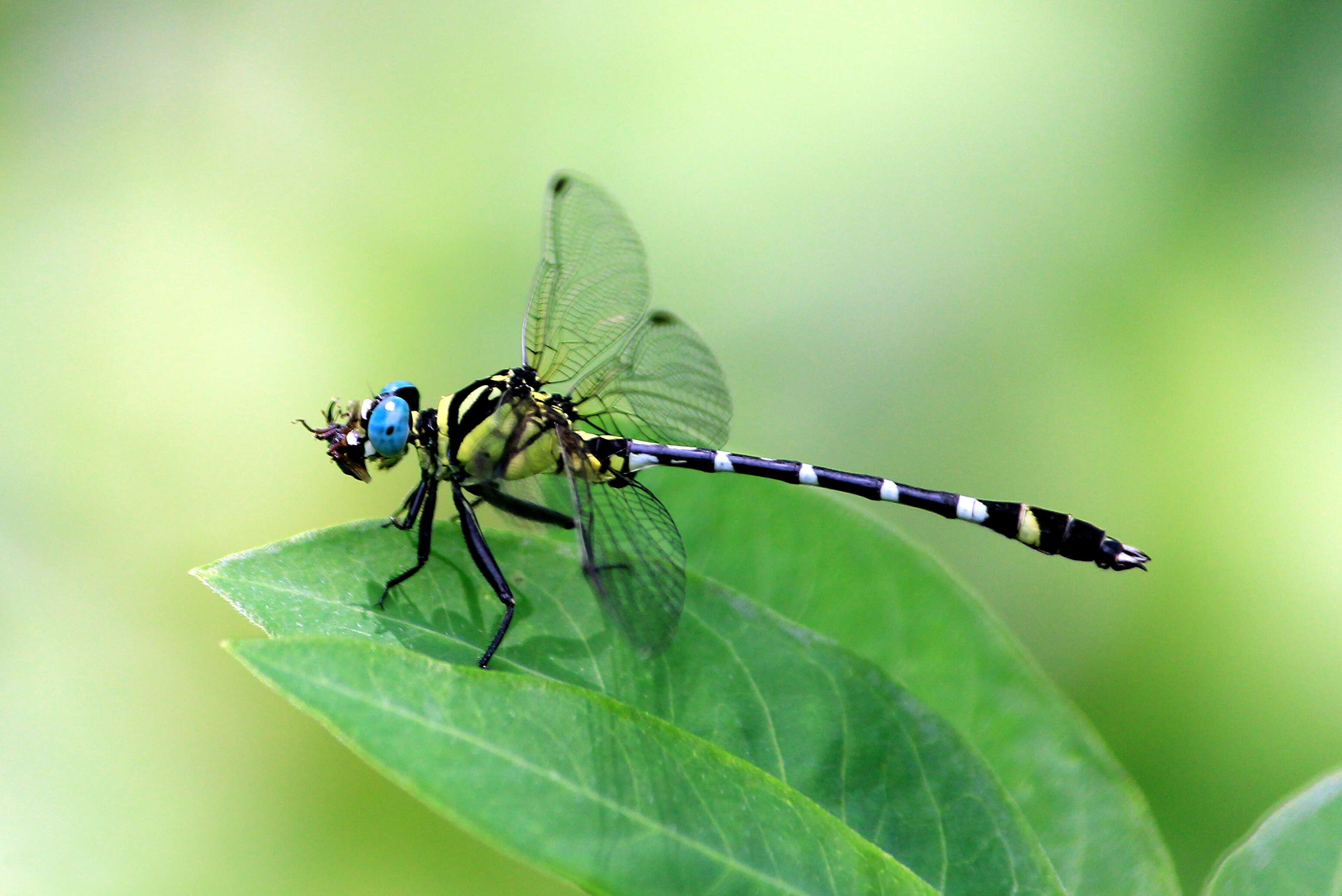 Imagem de Microgomphus Selys 1858