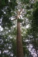 Image of Calophyllum polyanthum Wall. ex Choisy