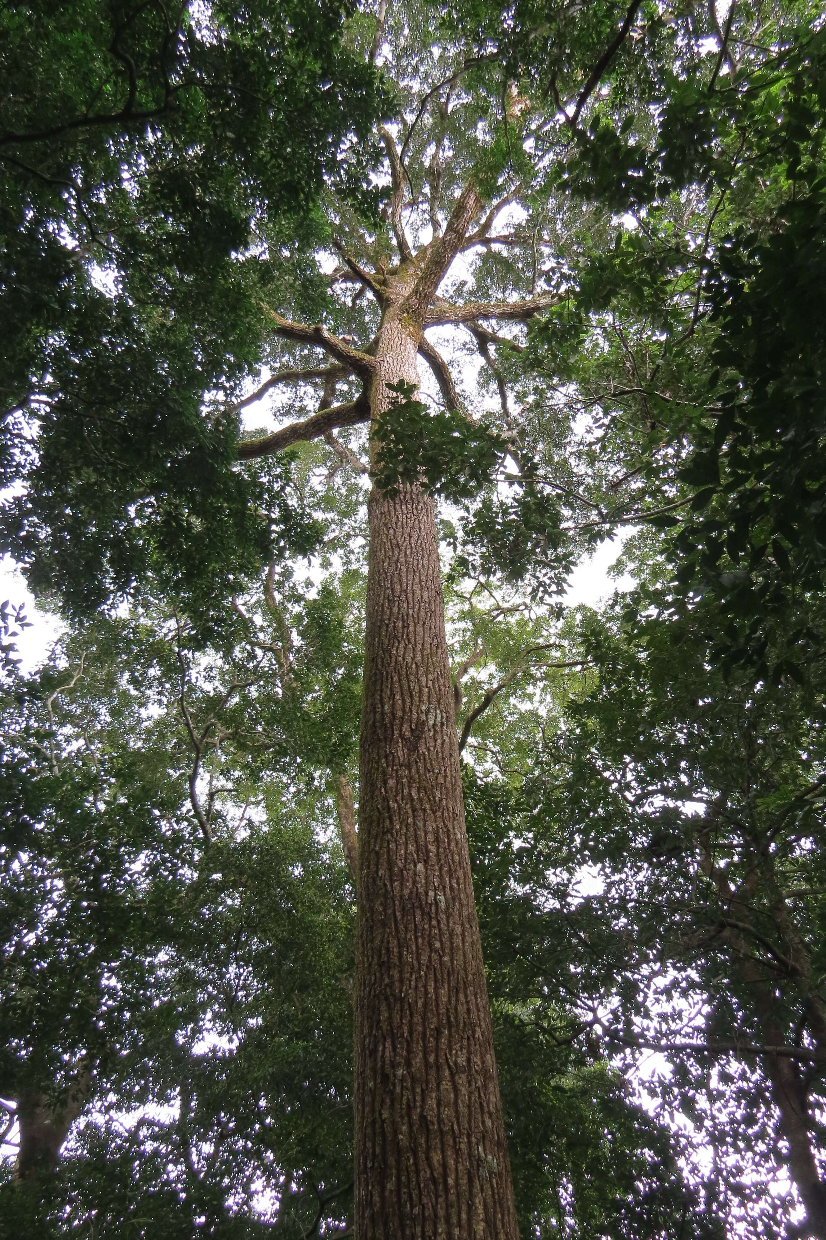 Image of Calophyllum polyanthum Wall. ex Choisy