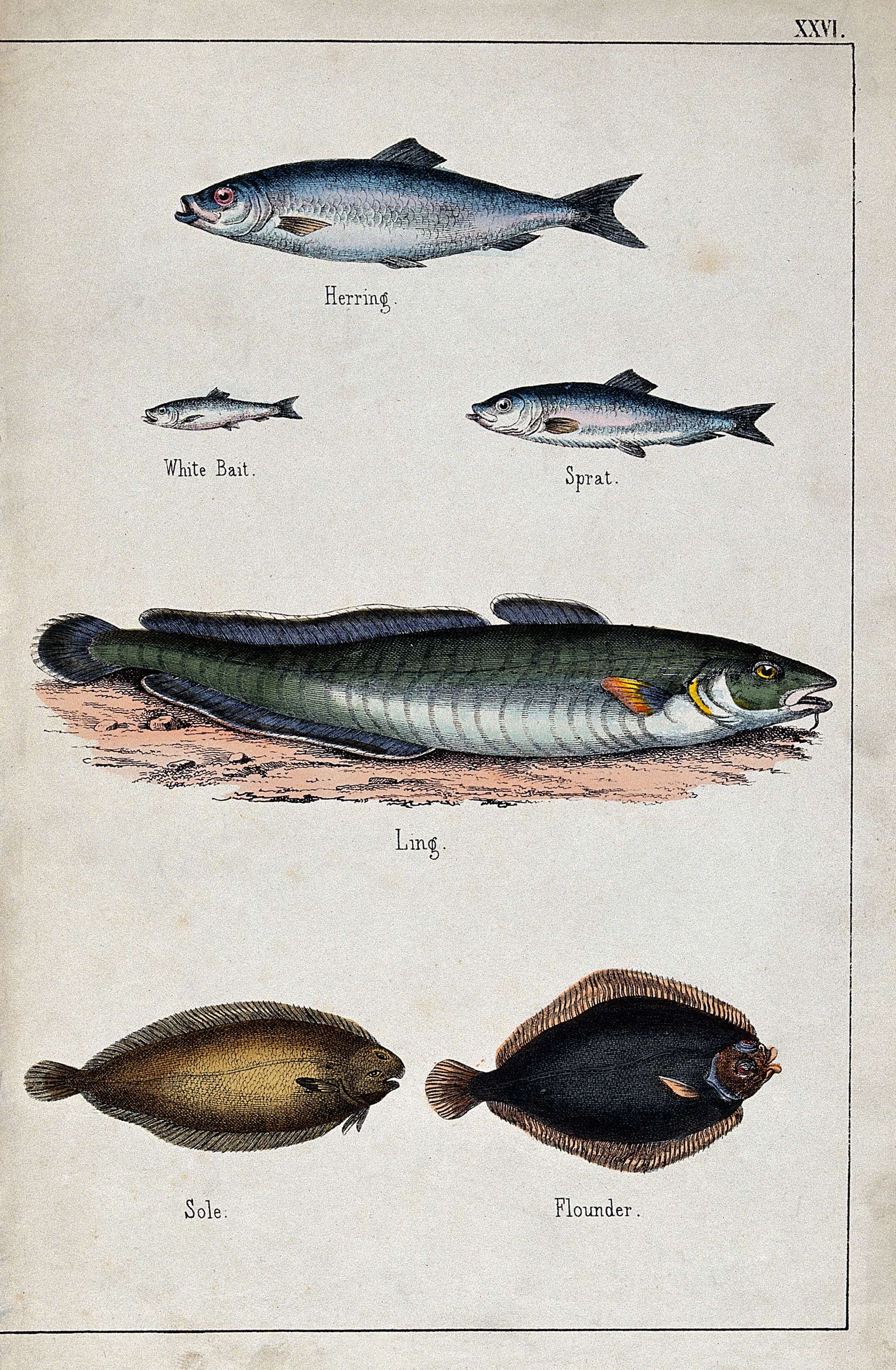 Image of Atlantic Herring