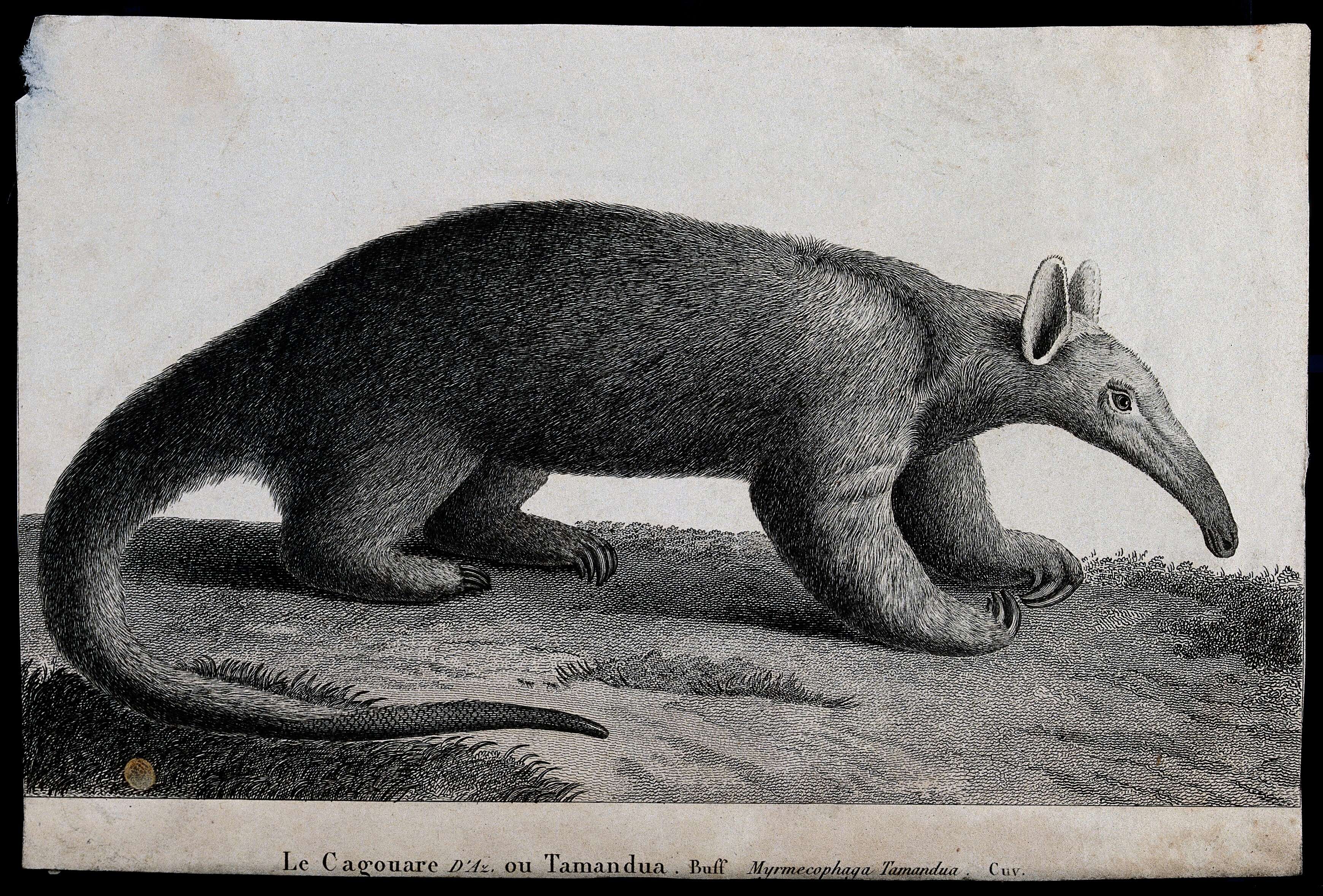 Image of Southern Tamandua