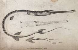 Image of Bluespotted cornetfish