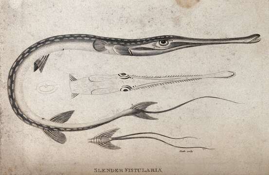 Image of Bluespotted cornetfish