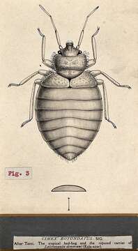 Image of <i>Cimex hemipterus</i>