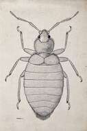 <i>Cimex hemipterus</i> resmi