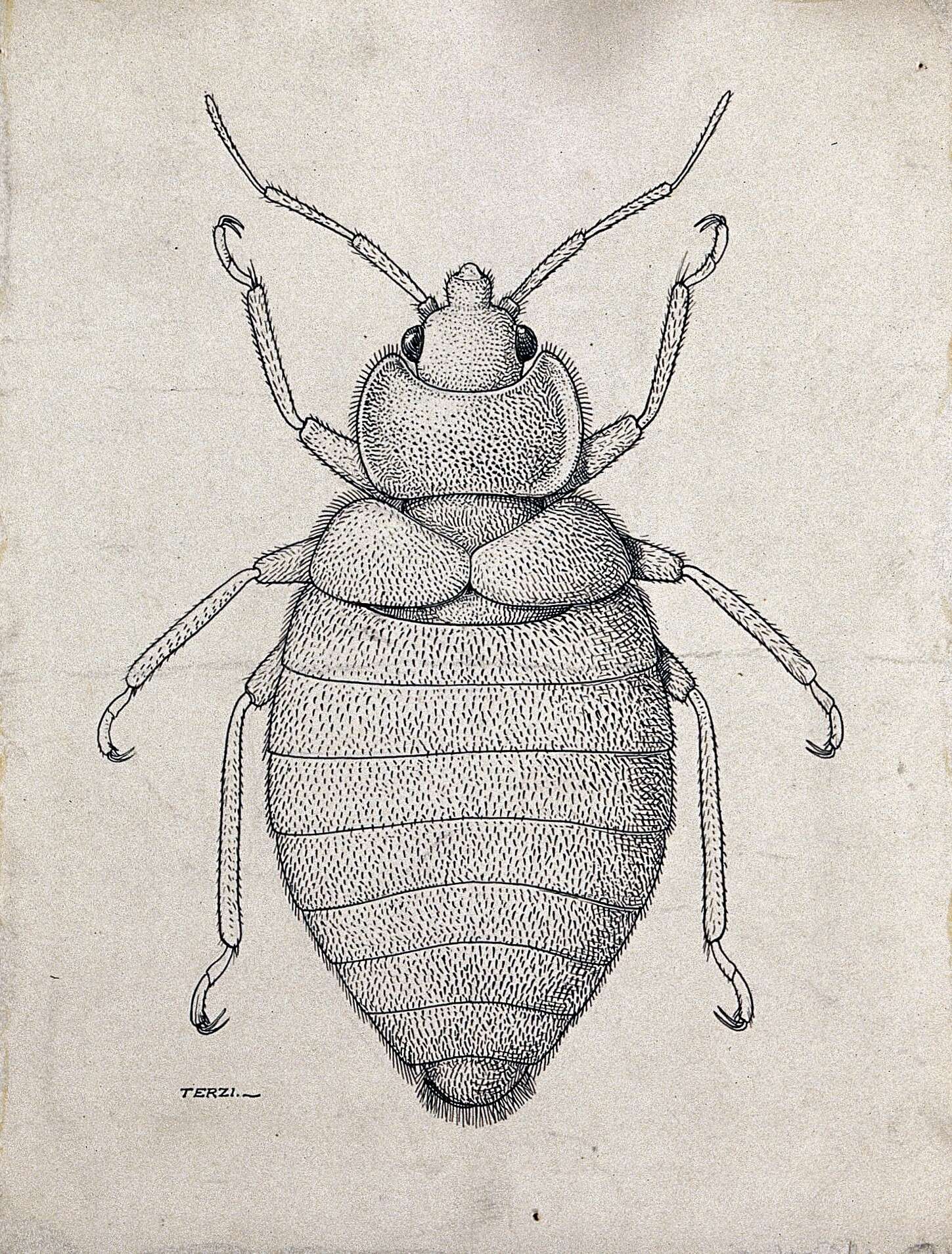 <i>Cimex hemipterus</i> resmi