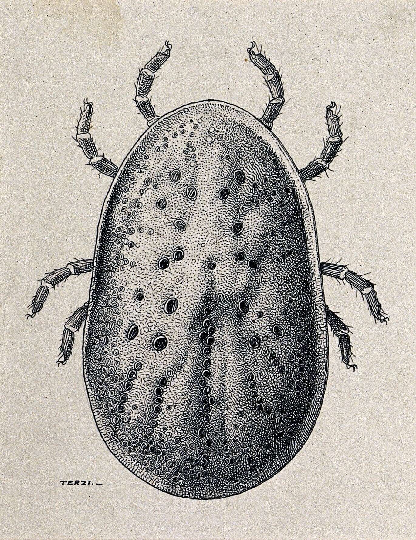Image of Argas persicus (Oken 1818)
