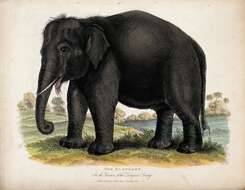 Image of Elephas Linnaeus 1758