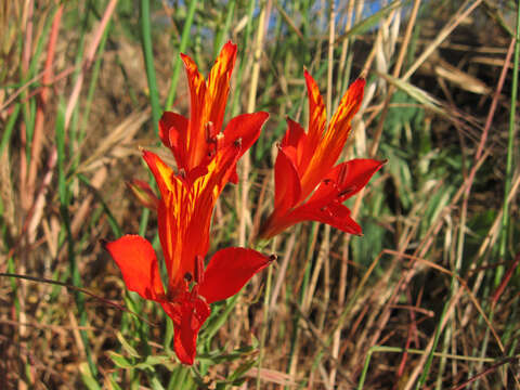 Image of Alstroemeria ligtu L.