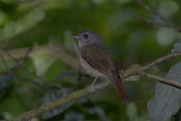 Image of Matinan Blue Flycatcher