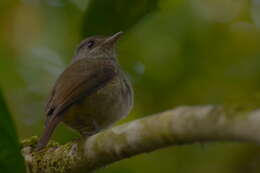 Image of Matinan Blue Flycatcher