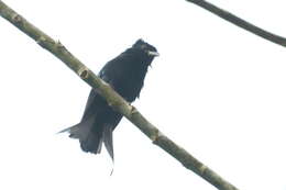 Image of Sulawesi Drongo