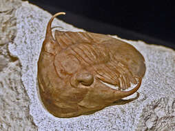Image of Trilobitomorpha