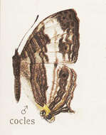 Image of Cyrestis cocles Fabricius 1787