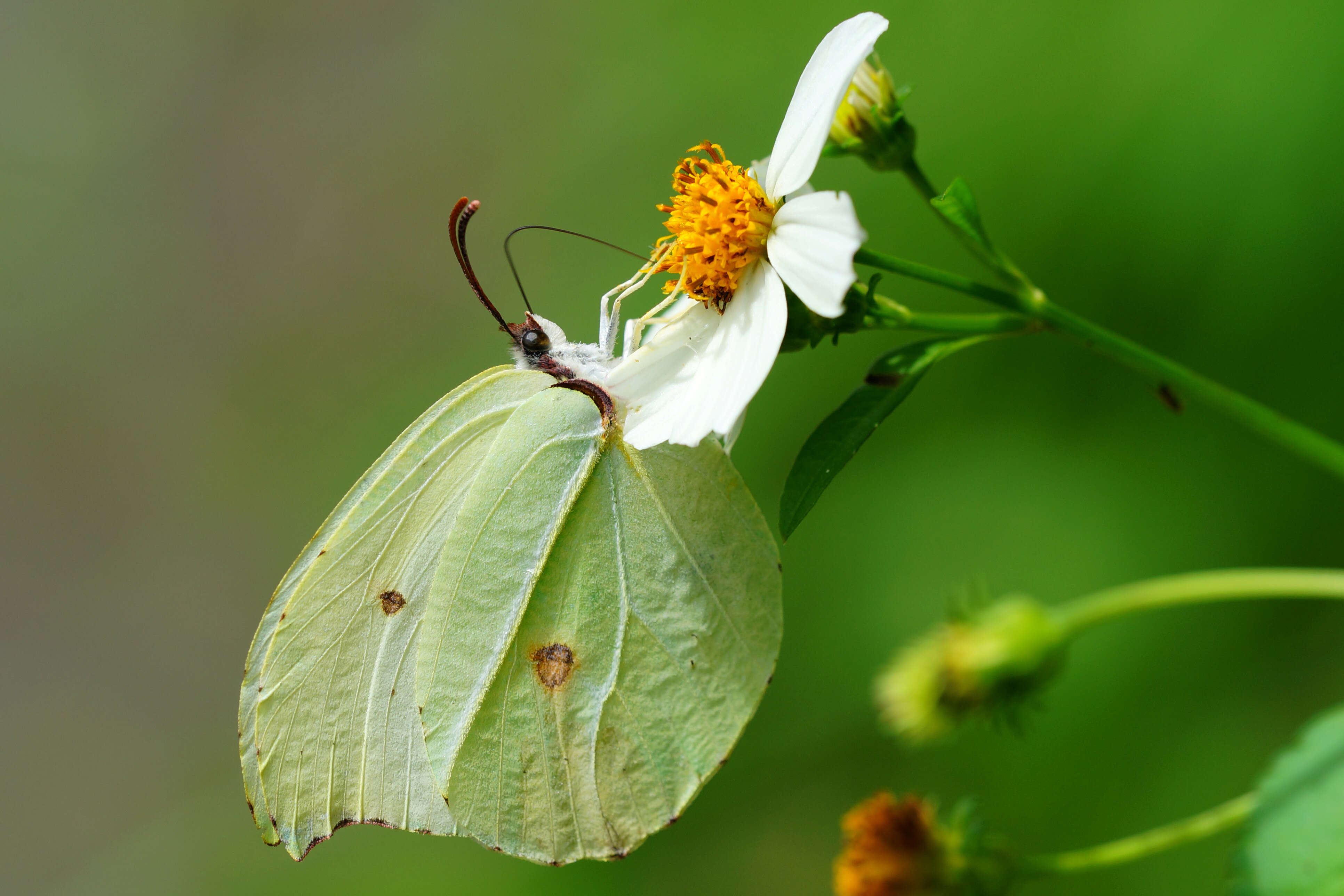 Image of Gonepteryx amintha (Blanchard 1871)