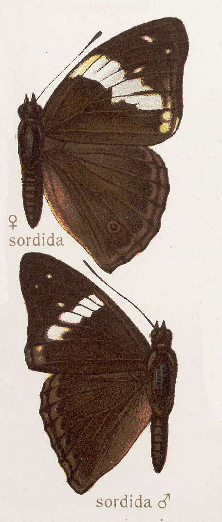 Imagem de Apatura sordida Moore 1865