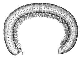 Image of Cylindroiulus caeruleocinctus (Wood 1864)