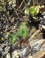 Image of Haworthia herbacea (Mill.) Stearn