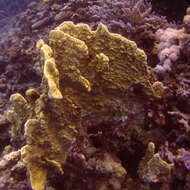 Image of Fire coral