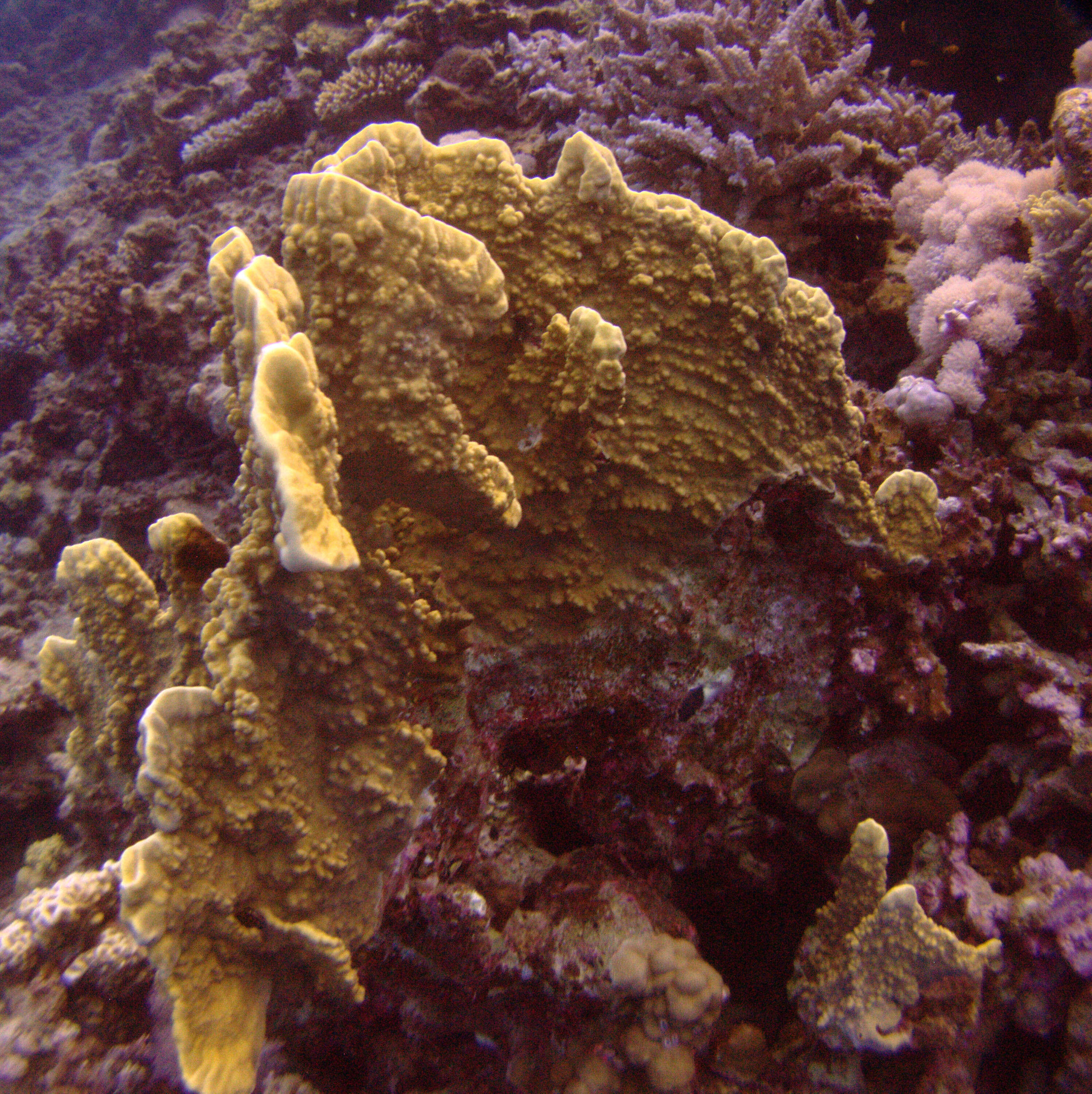 Image of Fire coral