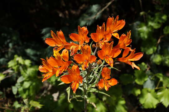 Image of Alstroemeria ligtu L.