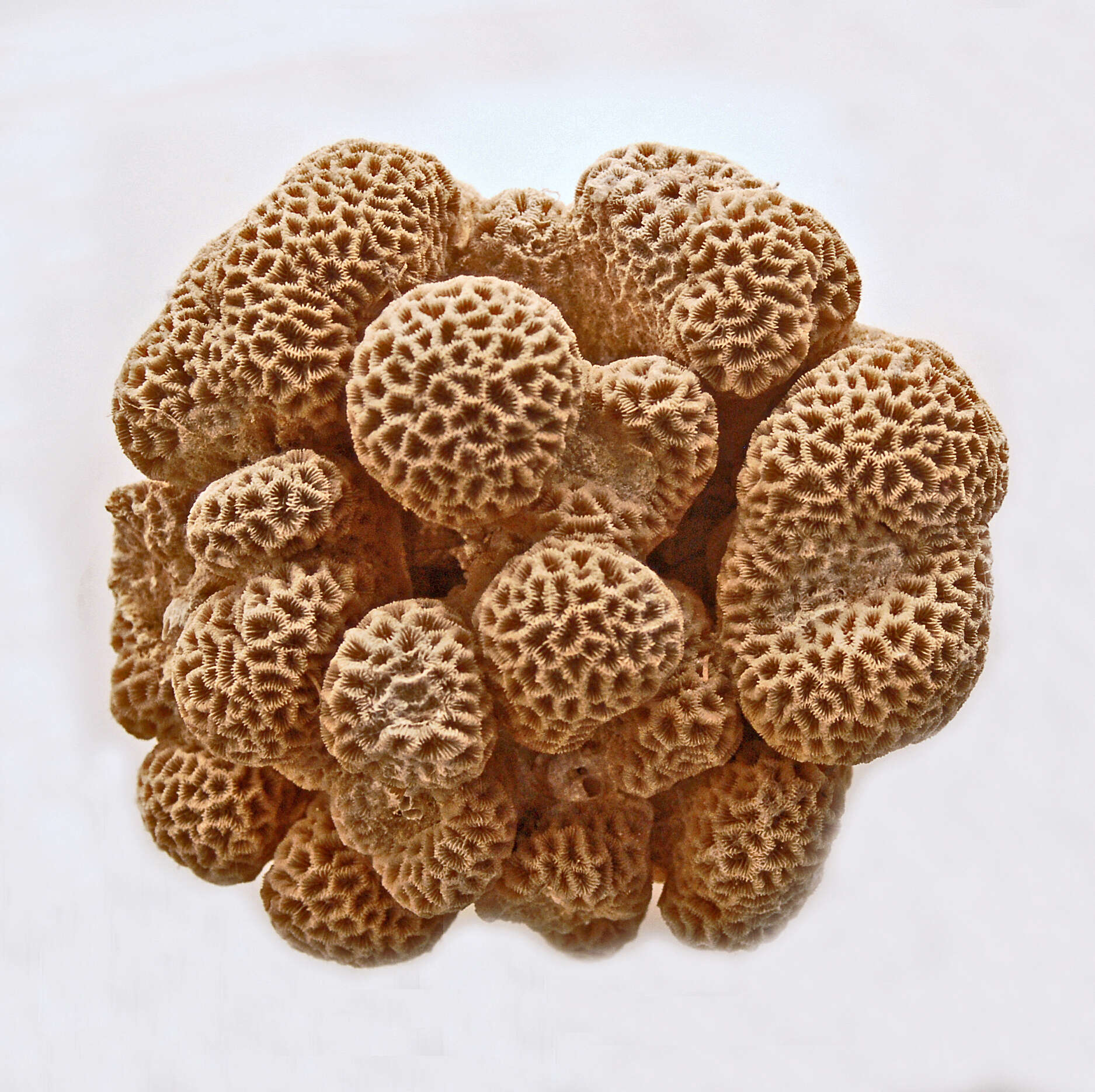 Image of lesser star coral