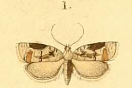 Image of Acleris lacordairana Duponchel 1834