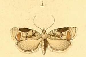 Image of Acleris lacordairana Duponchel 1834